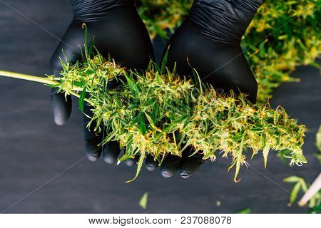 A Large Bud Of Fresh Cannabis Harvest In The Hands Of A Male Grover Concepts Of Cultivating Medical 
