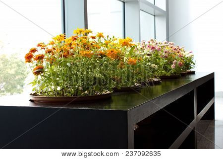 The Dahlia Garen In Office Glass Building