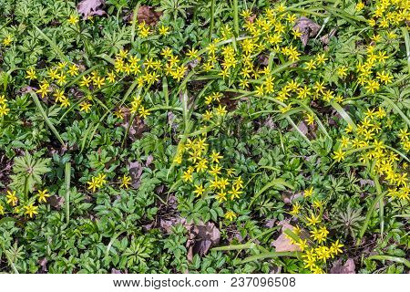 Small Yellow Flowers Gagea In Spring Grass