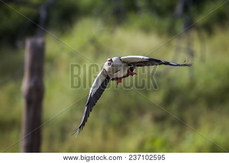 Egyptian Goose In Mapungubwe National Park, South Africa ; Specie Alopochen Aegyptiaca Family Of Ana