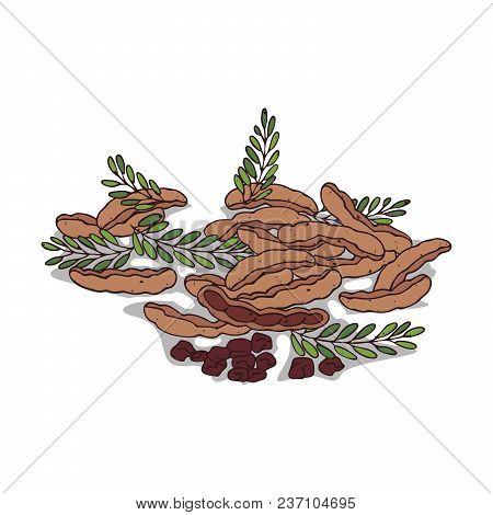 Isolated Clipart Of Plant Tamarind On White Background. Botanical Drawing Of Herb Tamarindus Indica 