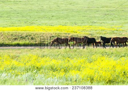 A Herd Of Wild Horses Shown On Water Island In Atmospheric Rostov State Reserve