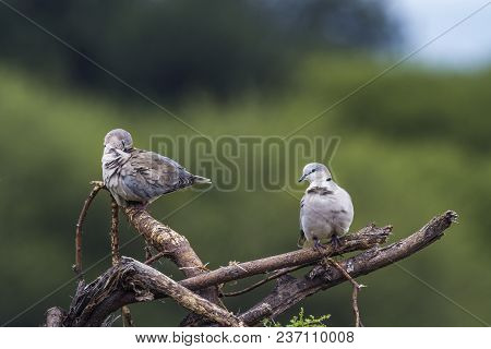 Ring-necked Dove In Mapungubwe National Park, South Africa ; Specie Streptopelia Capicola Family Of 