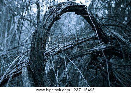 Old Grape Bush Stel Curves In Forest