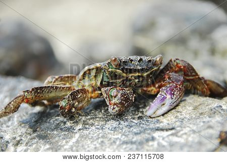 Colorful Crab Decapods, Yellow Red Legs And Blue Green Strip Carapace Or Crabshell, Sea Crab In Sout