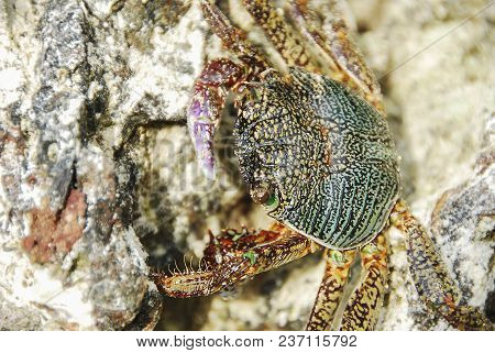 Colorful Crab Decapods, Yellow Red Legs And Blue Green Strip Carapace Or Crabshell, Sea Crab In Sout