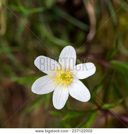 One Natural White Bloomy Thimbleweed Flower (anemone Nemorosa)