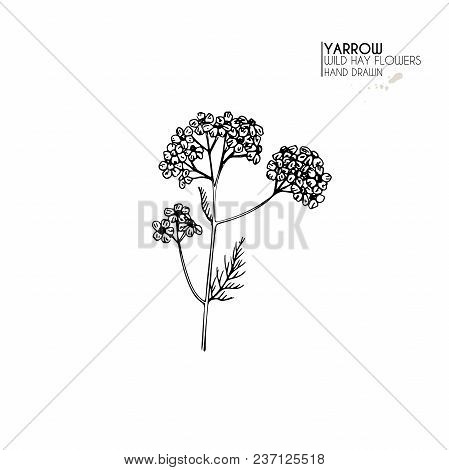 Hand Drawn Wild Hay Flowers. Yarrow Milfoil  Flower. Medical Herb. Vintage Engraved Art. Botanical I