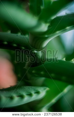 Medicinal Plant, Part Of The Aloe Plant,plant With Needles, The Trunk Of The Aloe Plant