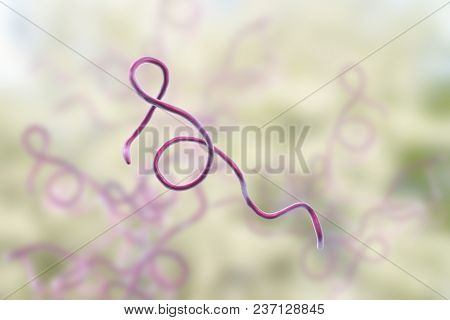 Lyme Disease Bacteria, Borrelia Burgdorferi, 3d Illustration