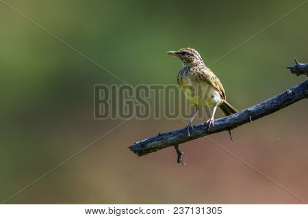 Tree Pipit In Mapungubwe National Park, South Africa ; Specie Anthus Trivialis Family Of Motacillida