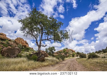 Boulder Landscape In Mapungubwe National Park, South Africa