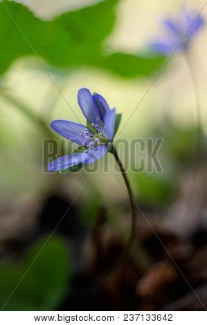 Trilobulare Liverwort (hepatica Nobilis Schreb.) Mountain Spring Flower, In 2013 He Became A German 