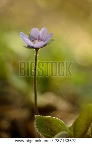 Trilobulare Liverwort (hepatica Nobilis Schreb.) Mountain Spring Flower, In 2013 He Became A German 