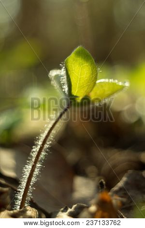 Trilobulare Liverwort (hepatica Nobilis Schreb.) Mountain Spring Flower, In 2013 He Became A German 