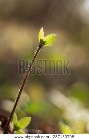 Trilobulare Liverwort (hepatica Nobilis Schreb.) Mountain Spring Flower, In 2013 He Became A German 