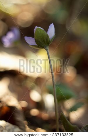 Trilobulare Liverwort (hepatica Nobilis Schreb.) Mountain Spring Flower, In 2013 He Became A German 