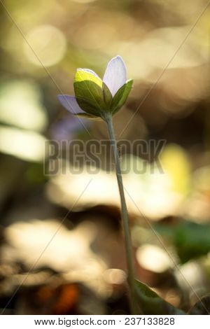 Trilobulare Liverwort (hepatica Nobilis Schreb.) Mountain Spring Flower, In 2013 He Became A German 