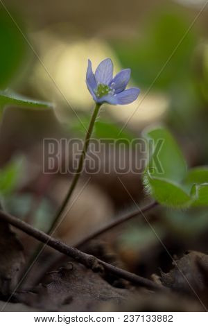 Trilobulare Liverwort (hepatica Nobilis Schreb.) Mountain Spring Flower, In 2013 He Became A German 
