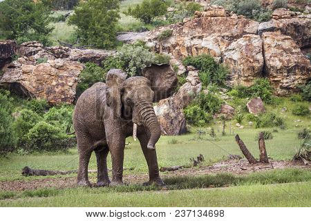 African Bush Elephant In Mapungubwe National Park, South Africa ; Specie Loxodonta Africana Family O