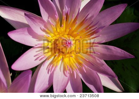 Lotus