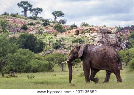 African Bush Elephant In Mapungubwe National Park, South Africa ; Specie Loxodonta Africana Family O