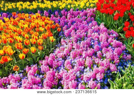 Blooming Hyacinth And Tulips Flowers. Beauriful Spring Nature