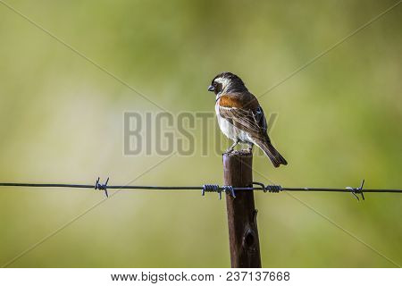 Cape Sparrow In Mapungubwe National Park, South Africa ; Specie Passer Melanurus Family Of Passerida