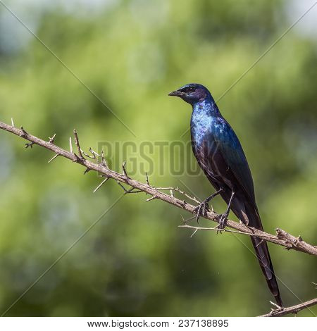 Meves Glossy Starling In Mapungubwe National Park, South Africa ; Specie Lamprotornis Mevesii Family