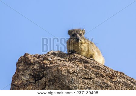 Rock Hyrax In Mapungubwe National Park, South Africa ; Specie Procavia Capensis Family Of Procaviida