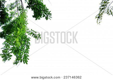 Top View A Tropical Tree Leaves With Branches In The Botanical Garden With White Isolated Background