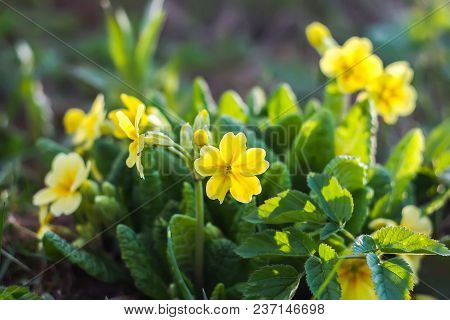 Spring Yellow Primula Flowers Blooming In A Park.