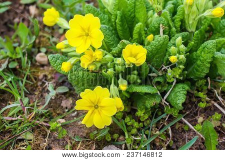 Spring Yellow Primula Flowers Blooming In A Park.