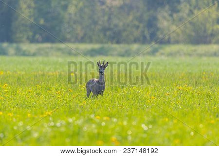 Natural Young Roebuck (capreolus) Standing In Yellow Blooming Dandelion Meadow