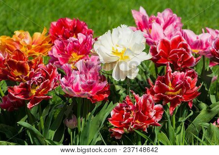 Vierw to beautiful blooming Tulip (Tulipa) Flowers on a green Meadow in Spring. Close-up of colorful Tulips in the Light of the Spring Sun. Beautiful Pink Tulip Flowers on a sunny Spring Day. Blooming Spring Flowers.