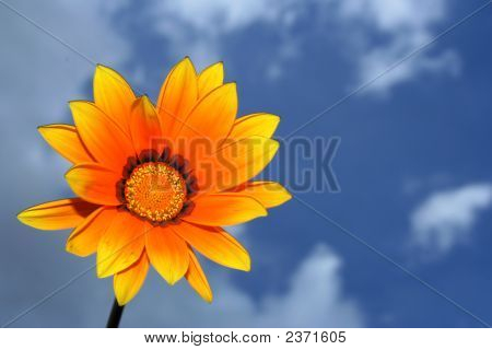 Ó flor