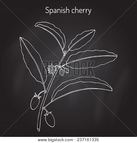 Spanish Cherry Mimusops Elengi , Or Medlar, Bullet Wood, Bakula, Medicinal Plant. Hand Drawn Botanic