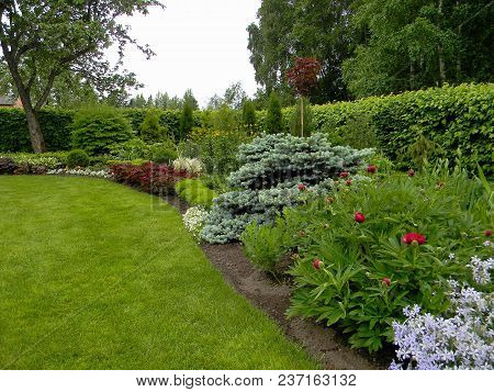 Furnace A Garden That Blooms A Dark Red Peony Bush. In The Garden There Is A Silver Fir, A Hedge, A 