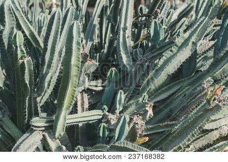 Carnegie Gigantea Cactus. Saguaro Plant. Desert Plants In Their Natural Environment