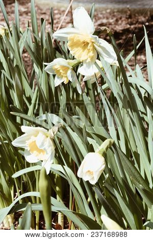 Spring Essential Narcissus