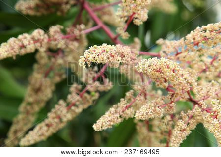 Mango Flower, A Branch Of Inflorescence Mango Flower.
