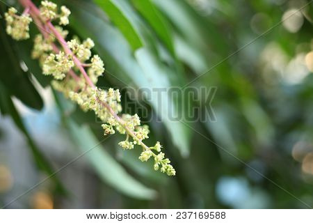 Mango Flower, A Branch Of Inflorescence Mango Flower.