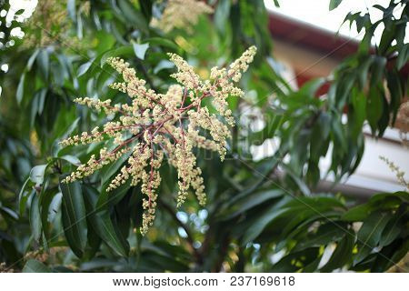 Mango Flower, A Branch Of Inflorescence Mango Flower.