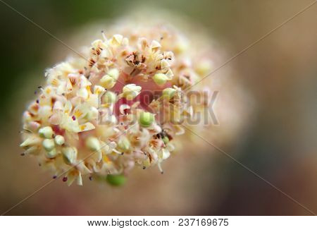 Mango Flower, A Branch Of Inflorescence Mango Flower.