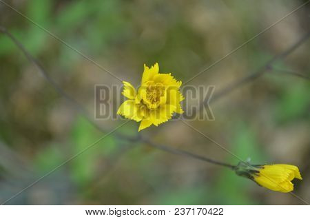 Beautiful, Tiny, Yellow Wildflowers With Two Blooms