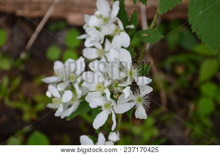 White Flowering Bush.  Beautiful Bloom Of White Flowers.