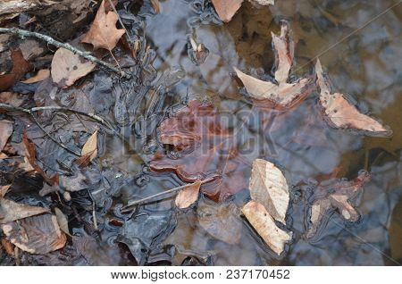 Reflection Of Trees In A Leaf Filled Creek.