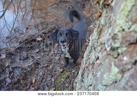 Cute Curious Dog Peeking Around A Tree In The Woods.  Border Collie Mix.