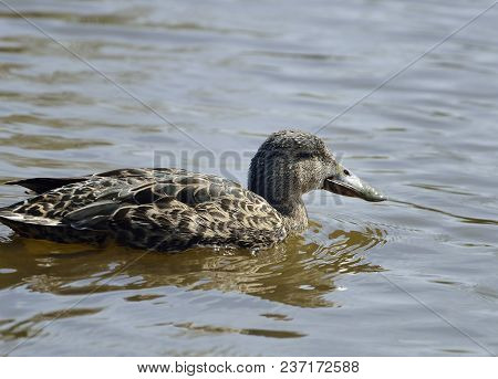 Australasian Shoveler - Anas Rhynchotis 
Female On Water
