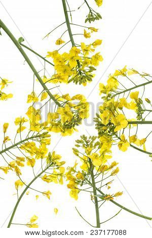 Rapeseed (colza) Brassica napus  flowers isolated on white